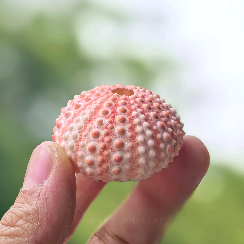 Pink sea urchin shell 4-5cm1