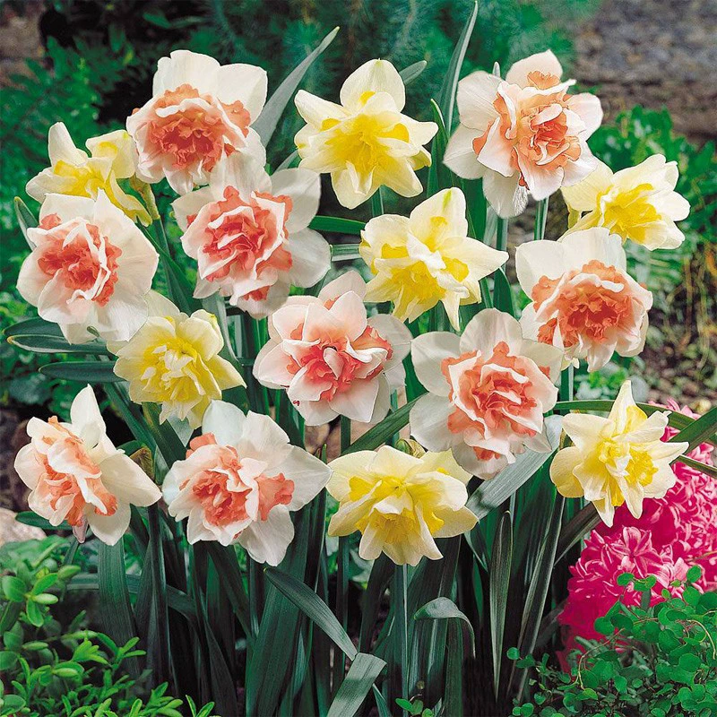 Луковица Нарцисса Гидропоника в помещении Four Seasons Водные цветы Горшечные растения Цветение семян Нарцисса осенью и зимой