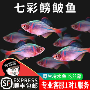 ���B��ˮ�^�p���Q�~�߲���Ƥ������ˮ�~���wС���~��ԭ��Ⱥ��С�~