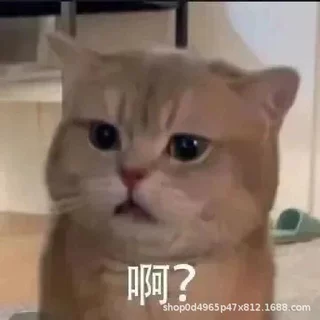 测试 - 滞销包换 - 黑名单类目