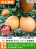 [Villa seedlings] Red heart and red honey pomelo (six-year-old seedlings 120-150cm) +111cm (inclusive)-140cm (inclusive)