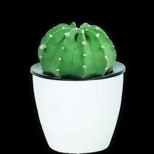 Plantas suculentas cactus plantas en maceta cactus de oficina planta en maceta cactus plantas en maceta flores en maceta