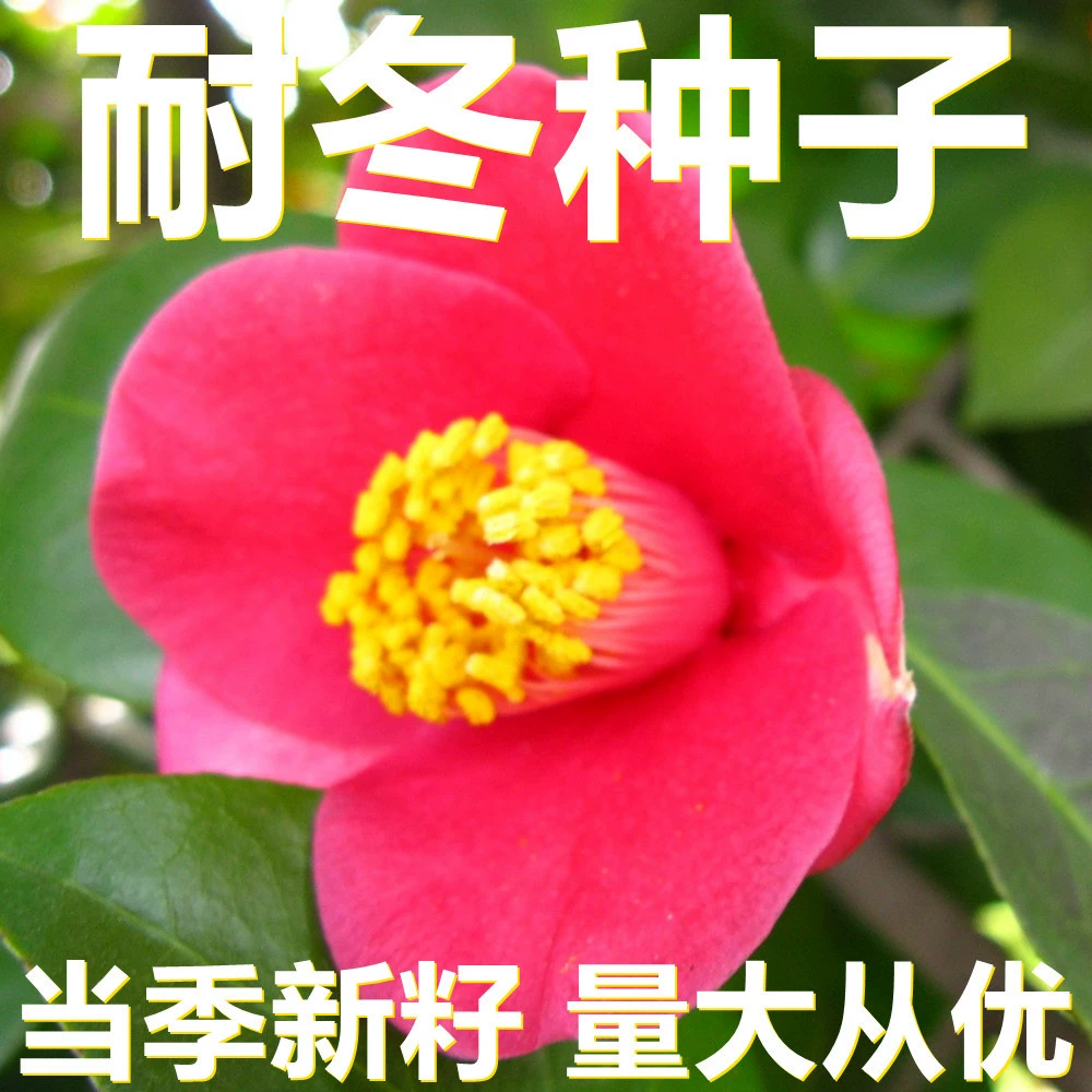 Семена гамамелиса 250-500г в мешках оптом, прямые поставки с места происхождения, сезонные новые семена, семена садовых цветов