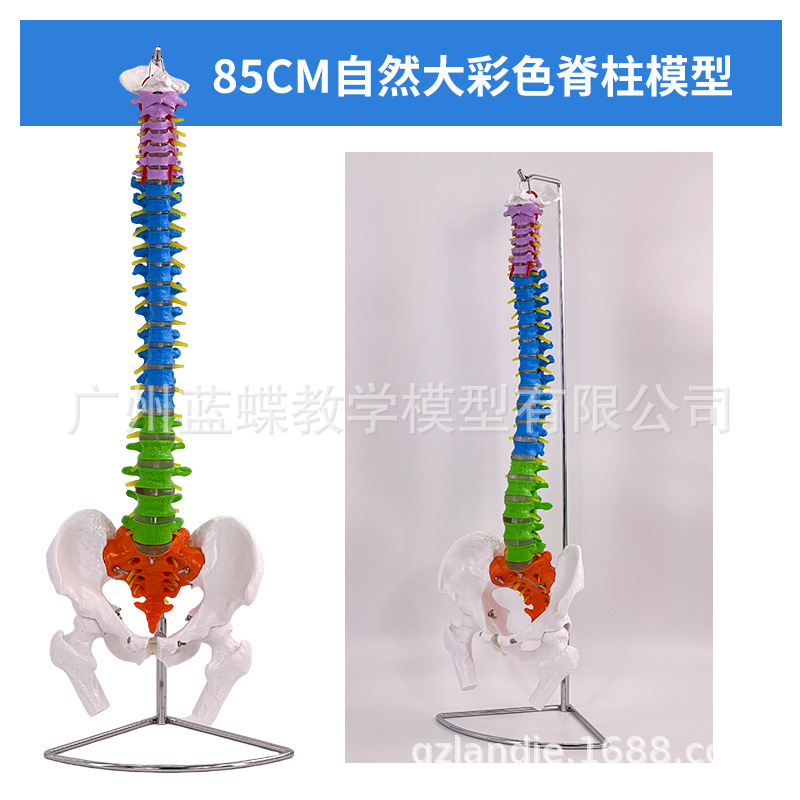 ���弹��ģ��1:1����������ϰ��׵ģ�;�׵��׵�������ģ�͹Ǽ�