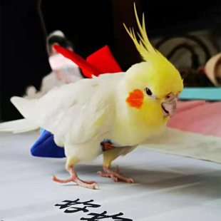 �羳�W�^�·��B���򲻝�ʺ����ѝ�����B���b ���Lĵ���W�^�w�з�