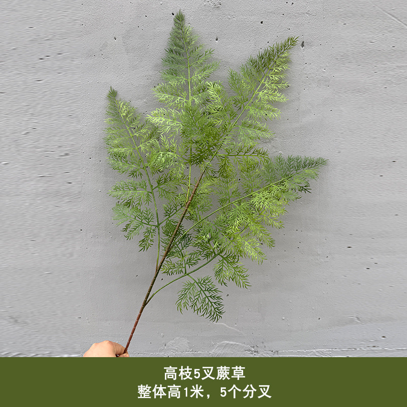 높은 가지 5갈래 고사리 - 녹색