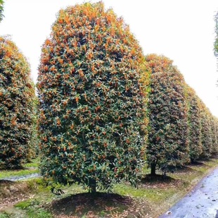 �Ĵ��������l�ɶ��ػ\�Ӆ������طNֲ�����e���G���G�h