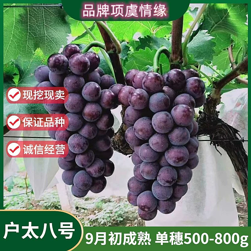 Саженцы винограда Хутай № 8 для посадки в северных и южных дворах, вьющиеся лозы, саженцы винограда Хутай № 8, горшечные и почвенные плодовые деревья.