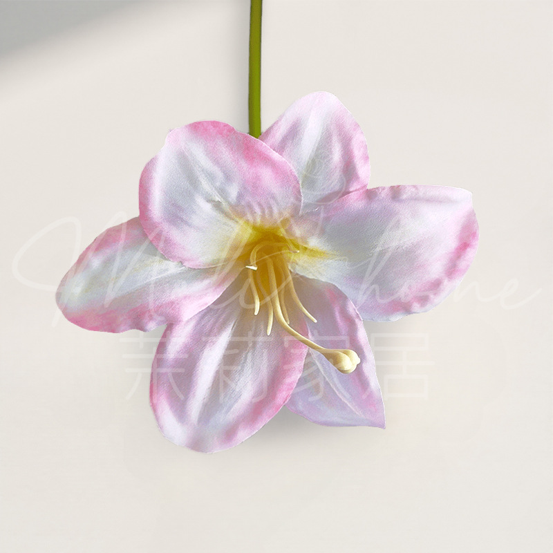 사쿠라 핑크-단일 가지 Hemerocallis