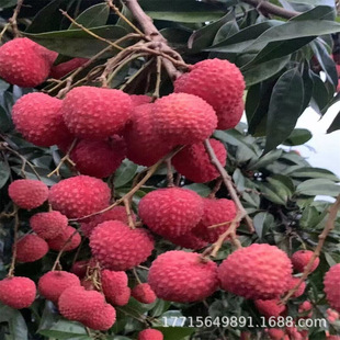 Grafted Lychee Saplings, Seedless Guiwei Feizixiao Lychee Saplings, Large Seedlings of Lychee Trees in All Seasons, and Southern Lychee Trees That Bear Fruit in the Same Year