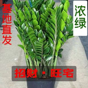 Money Tree Potted Indoor Plant Money String to Attract Wealth Living Room Office Green Plant Florals Evergreen Formaldehyde Absorption All Year Round