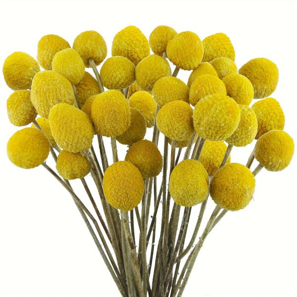 Golden Ball Belgian Ball Gold Dried Fruit Flowers Everlasting…