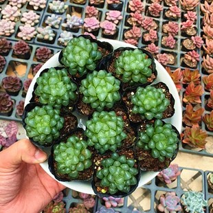Ji Yulu Succulent Plant Batch Twelve Volumes Special Price about 3-5 cm 6.5cm Pot Real Photo