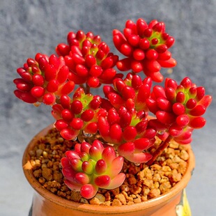 Rainbow Jade Succulent Plant Transfer Beads Indoor Flower Potted Plant Purifies the Air Red Succulent Easy to Grow for Beginners