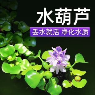 �~��ˮ��ֲ�︡Ƽˮ���~��ˮ���J����һ�~ɏ�~��ˮ�B�t��N������