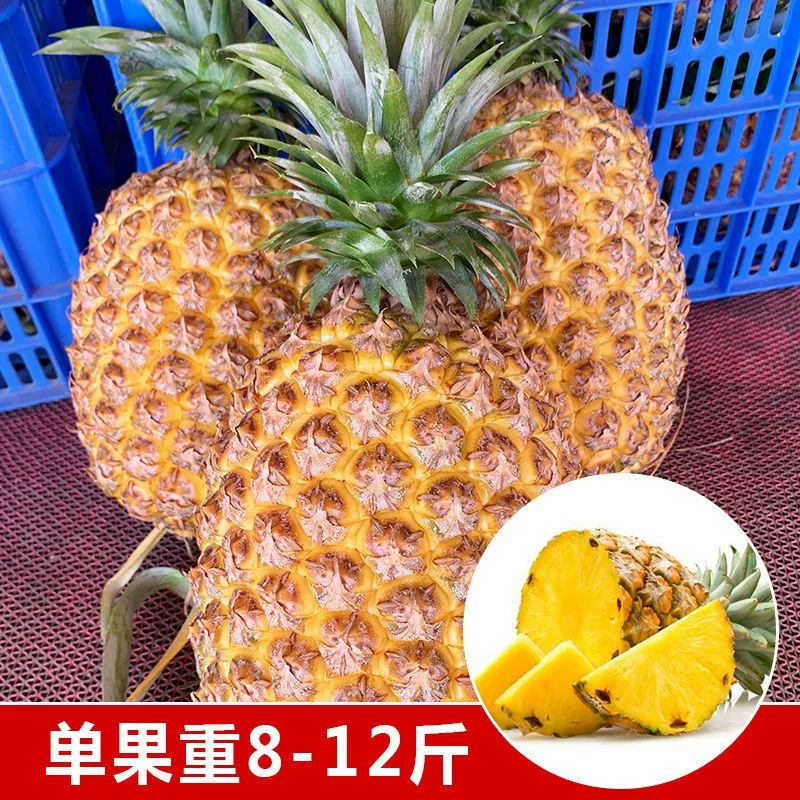 Big Fruit Diamond Ананас Рассада ручной работы Ананас Рассада (Naked Root Seedlings) Итоги года можно высаживать в горшки в четыре сезона.