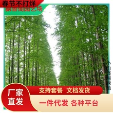 一件代发水杉树苗水杉盆景水杉苗云杉池杉小苗落羽杉中山杉树苗庭