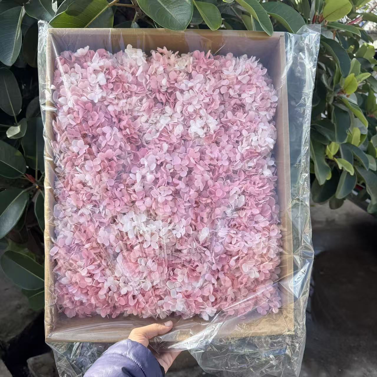 ✅ Flores secas flores eternas hortenida color gradiente material hecho a mano bolsa de calzado de boda cubierta de vidrio grupo de construcción de flores actividades