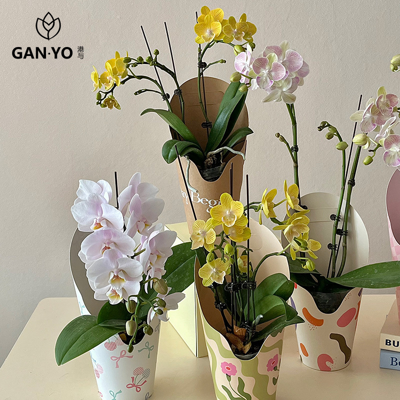 港与 原创ins风手提花盒蝴蝶兰鲜花绿植插花盒花艺包装盒diy材料|undefined
