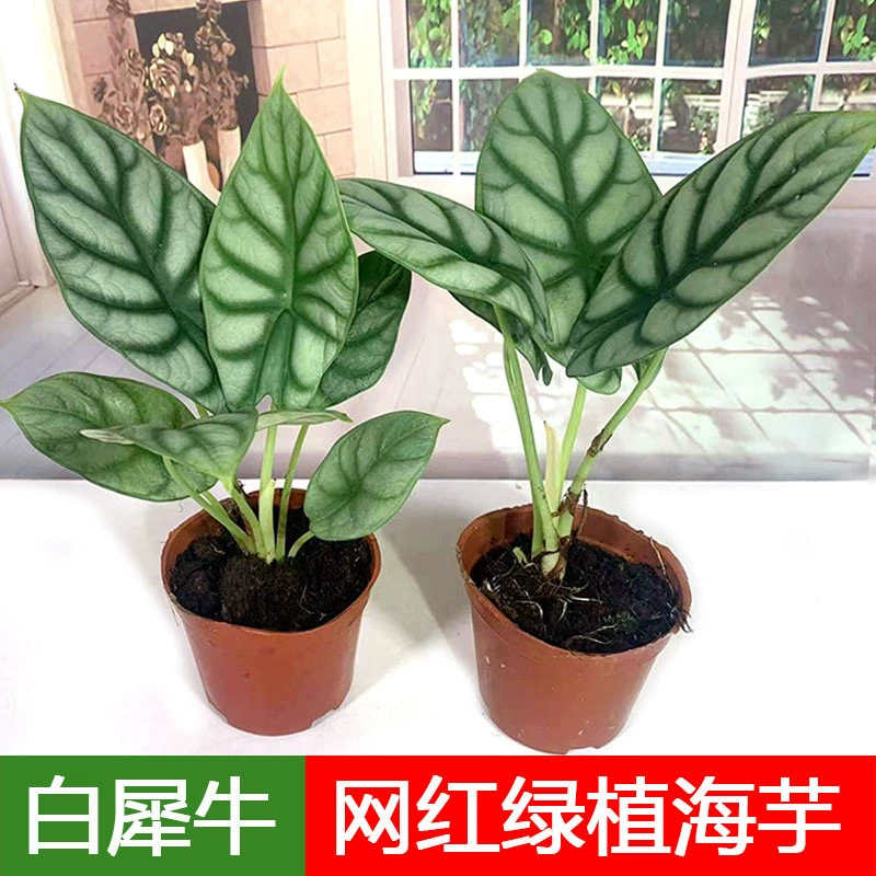 Белый носорог Alocarum в горшке Черная бархатная листва Растения Крытый Рабочий стол Импортные листва Цветы Устойчивые к тени цветы