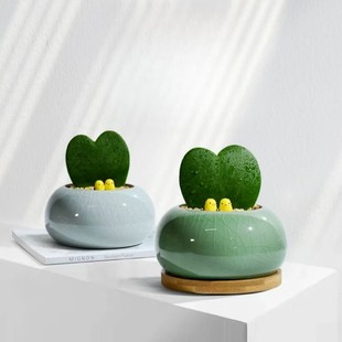 A piece of heart and meat small potted plant office creative gift indoor green plant heart leaf ball orchid desktop plant good to feed