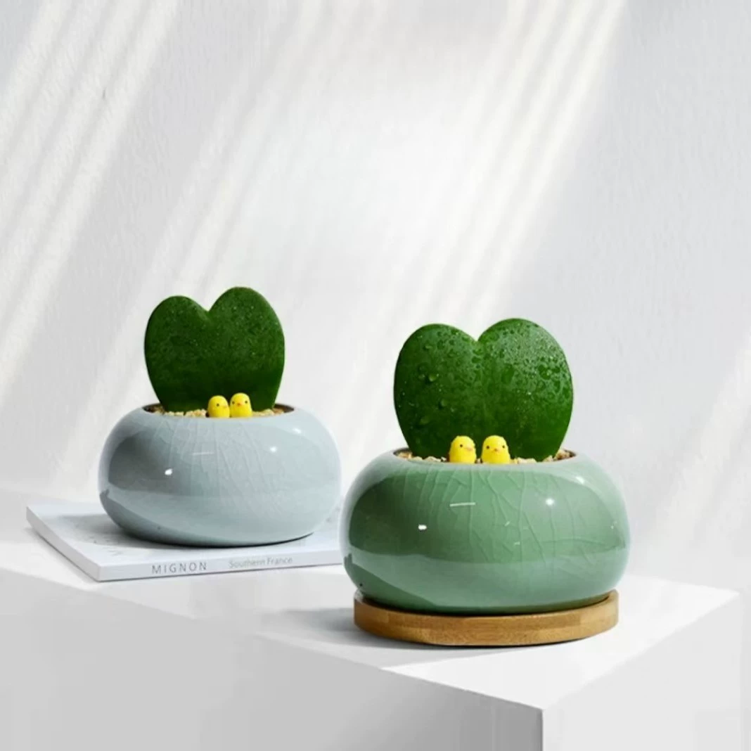 Кусочек плоти маленького горшечного офисного креативного подарка комнатная зеленая посадка сердца листьев кокария настольное растение хорошо кормить