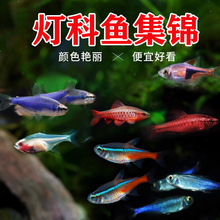 红绿灯鱼小型热带灯科鱼宝莲灯淡水鱼草缸群游鱼孔雀鱼活体观赏鱼
