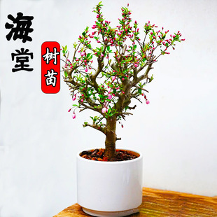 ���Ļ� �����ļ��_�����z�����辰���纣�Ļ��俹���̓���������