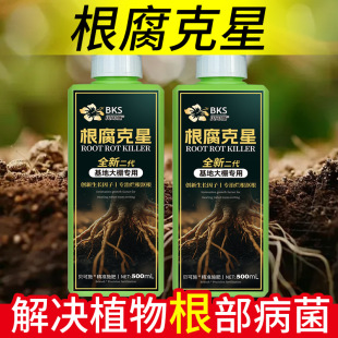 Special medicine for root rot disease of bacillus rotten root fruit tree dead root rotten root Rhizoctonia microbial agent