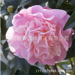 �����軨�������㻨��ֲ���ļ��_��ɽ�軨������ɫ�൤�҃ȝ���