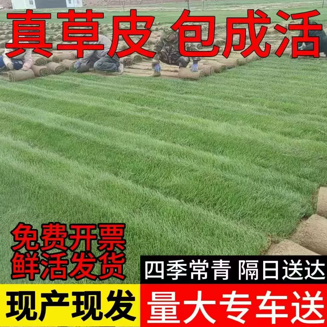 草皮真草坪带泥土别墅花园四季青果岭草台湾草马尼拉庭院矮生草皮