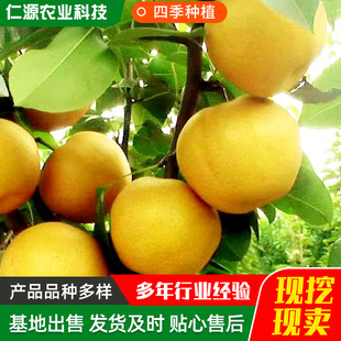 Base Wholesale Golden Autumn Honey Pear Saplings Can Be Planted in Both the North and South. Two-Year Grafting 1.5m Qiuyue Pear Saplings