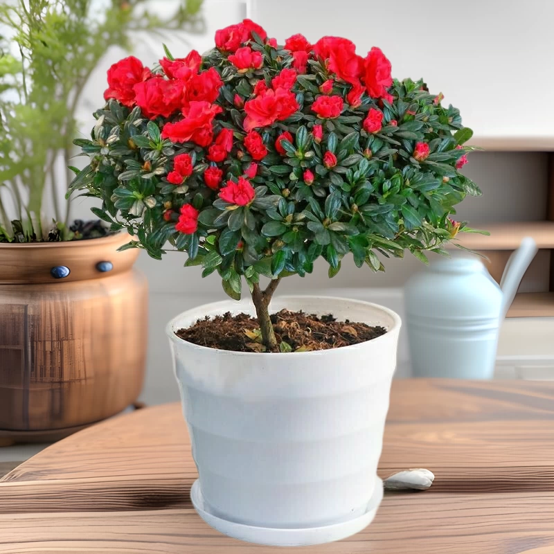 Рододендрон Азалия цветы в горшках в помещении с цветочным горшком зеленые растения цветы саженцы растений оптом Рододендрон