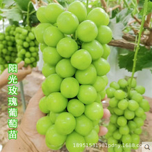 醉金香基地批发葡萄种苗巨峰玫瑰香葡萄树苗夏黑葡萄树苗高产葡萄