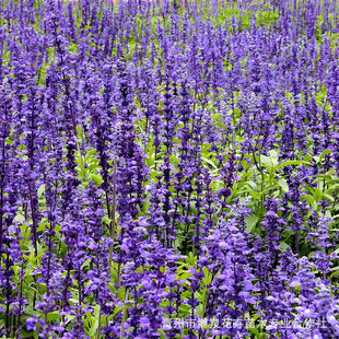 Sage Seedlings Ground Cover Sage Perennial Florals Grass Orchid Sage Two-Color Pot Sage Wholesale