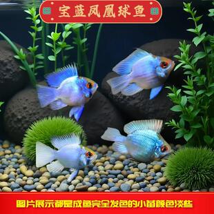 ���{�P�����~�����~�����~�Ꭷ�^�p�~��ˮС���~���w�ݸ׿ɻ��B