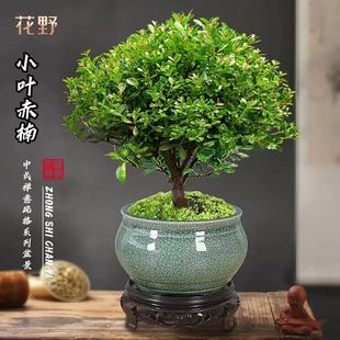 Small-Leaf Red Nan Old Stump Bonsai Desktop Green Plant for Living Room or Office, Easy to Care for All Seasons Micro Landscape Plant
