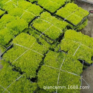 Svedortika Seedling Thin Snow Wannian Grass Seedling Svedortika Seedling Svedortika Roof Greening Courtyard Lawn Seedling Cold Resistance