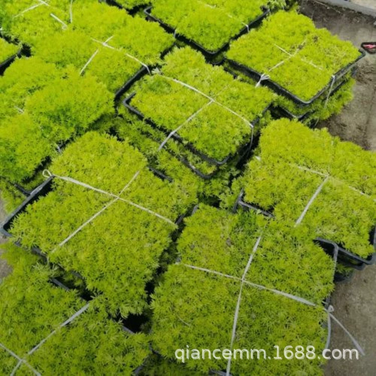 Саженцы травы Будды тонкая снежная вечная трава