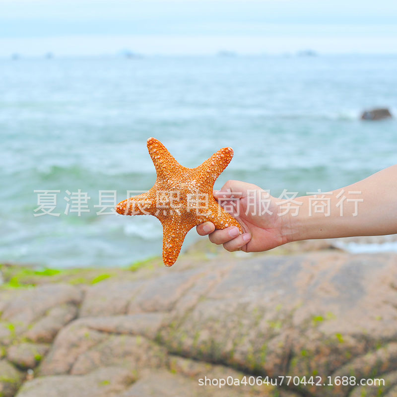 Natural Shell Conch Series Round Fat Starfish Oversized Starfish Home Floor Decoration Landscaping Collection