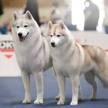 犬舍批发纯种哈士奇幼犬二哈家养工作犬宠物狗狗中型活体雪橇犬狗