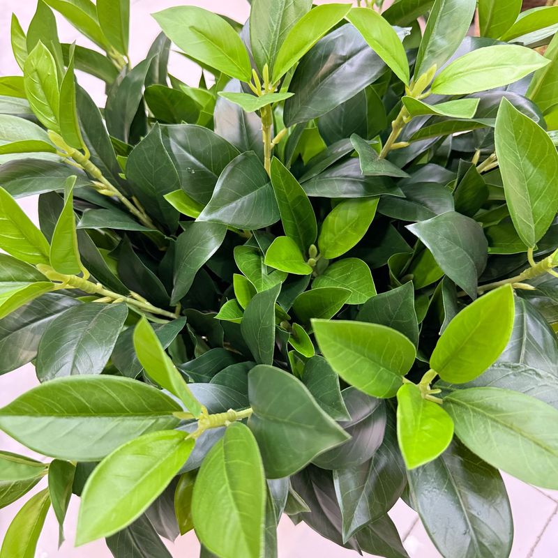 仿真柠檬叶 桔叶 桂花月桂叶 茶树叶 手感叶子植物造景树装饰家居|undefined