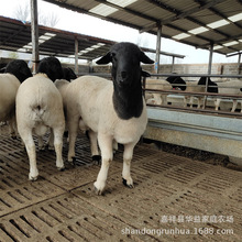 ��̥Сβ���� �ź��s���� �ź��s��ĸ�� ����ĸ��һֻҲ��