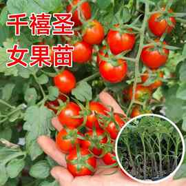 千禧圣女果苗秧瀑布小番茄四季盆栽蔬菜苗苗樱桃番茄苗矮生黄色