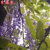 Wisteria seed multi -flower wisteria seeds Potted tree seedlings climbing vine plant hanging flowers seeds forest seed seeds