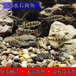 好养冷水原生观赏鱼小型淡水溪流石斑鳑鲏鱼活体群游中底层