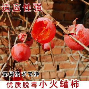 Shaanxi Lintong Fire Crystal Persimmon Tree Soft and Sweet Grafted Small Fire Pot Persimmon Saplings North and South Courtyard Planting Fruit Saplings