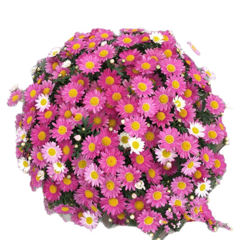Crisantemo crisantemo semilla de flor de crisantemo pequeña semilla de flor de margarita semilla de planta en maceta de floración de cuatro estaciones semilla de flor de interior y exterior