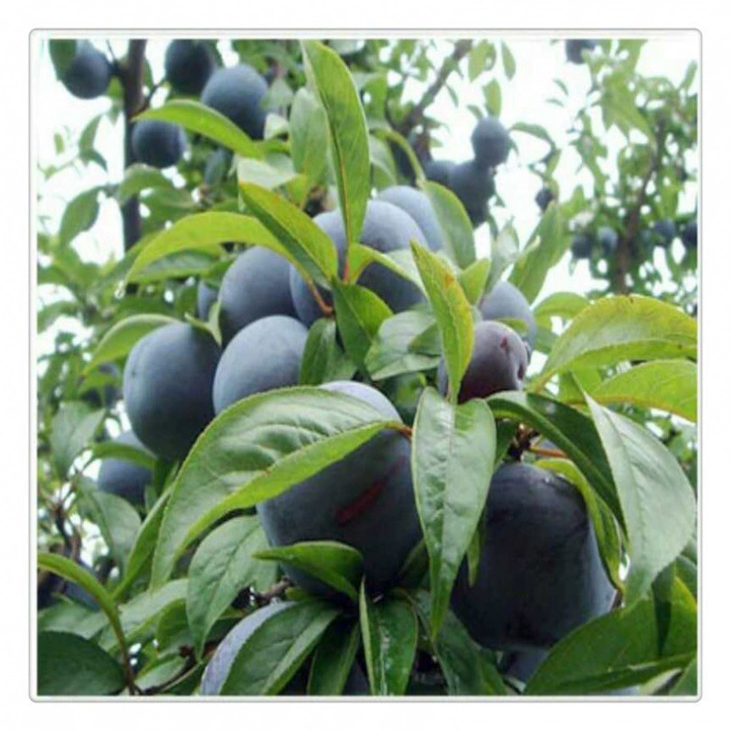 Саженцы сливы французской богини сливы, высаженные на севере и юге с развитой корневой системой, высокой урожайностью и стабильной урожайностью