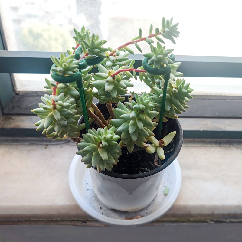 多肉蝴蝶兰专用花架支架植物盆栽花卉造型支撑杆固定防倒伏护叶架|undefined